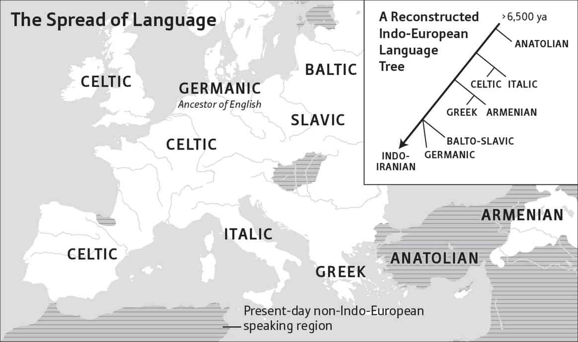 5 14b IE-language-tree